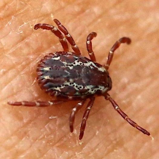 Steps to take if you ever discover a tick inside your home News 25 Story